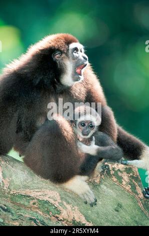 gibbons à mains blanches (Hylobates lar), femelle avec jeunes Banque D'Images