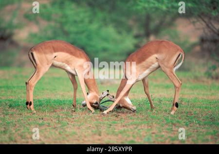 Impalas (Aepyceros melampus), jeunes hommes, combats, parc national Kruger, Afrique du Sud, côté Banque D'Images