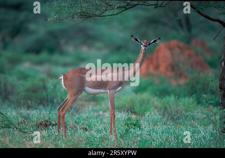 Gerenuk (Litocranius walleri), femme, Samburu Game Reserve, Kenya Banque D'Images