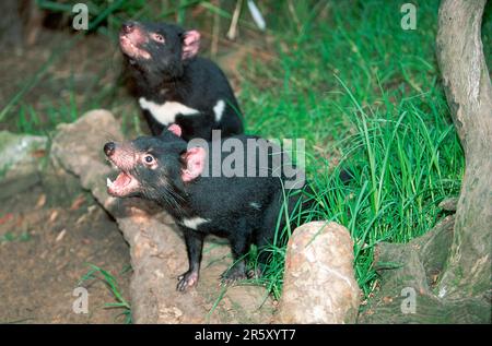 Diables de Tasmanie (Sarcophilus harrisii), paire Banque D'Images