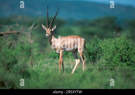 Gazelle de Grant (Gazella granti), homme, réserve de gibier de Samburu, Kenya Banque D'Images