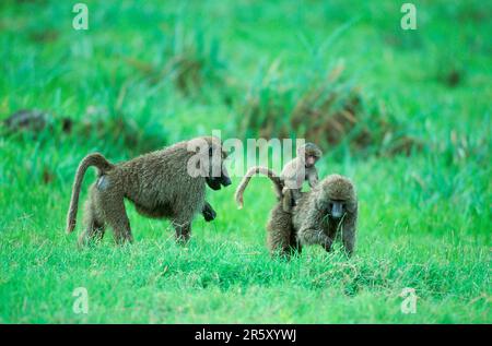 Babouins Anubis (Papio anubis), avec jeunes, Lac Manyara, Tanzanie (Papio cynocephalus anubis), côté Banque D'Images