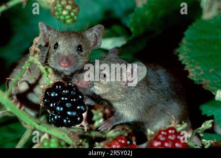 Souris de maison (Mus musculus) mangeant blackberry, Allemagne Banque D'Images