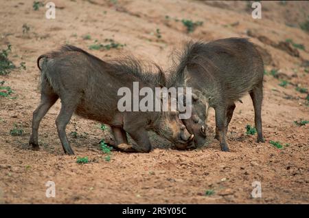 Porcs de guerre, mâles combattant, Kwazulu Natal, Afrique du Sud (Phacochoerus aethiopicus), porc Banque D'Images