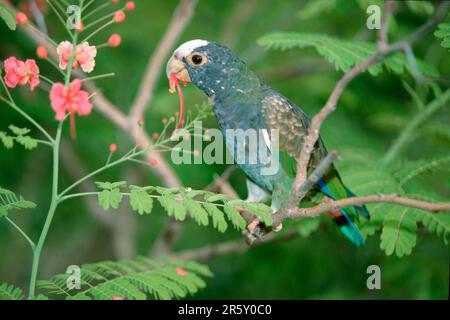 Pionus à couronne blanche, perroquet à tête blanche, à tête blanche, amérique du Sud, animaux, oiseau, oiseaux, perroquets, perroquets, branche, extérieur, extérieur, paysage Banque D'Images