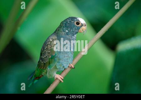 Pionus à couronne blanche, perroquet à tête blanche, à tête blanche, amérique du Sud, animaux, oiseau, oiseaux, perroquets, perroquets, extérieur, extérieur, branche, paysage Banque D'Images