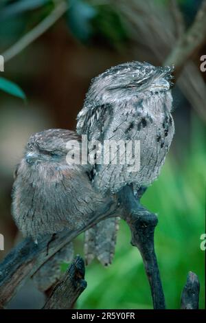 Grenouille de Tawny (Podargus strigoides), paire, repos, Australie Banque D'Images