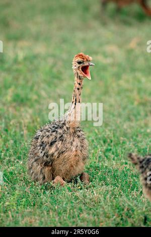 Ostrich sud-africain (Struthio camelus australis), chick, parc national Kruger, Afrique du Sud Banque D'Images