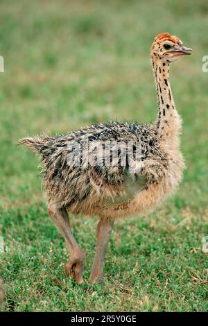 Ostrich sud-africain (Struthio camelus australis), chick, parc national Kruger, Afrique du Sud Banque D'Images