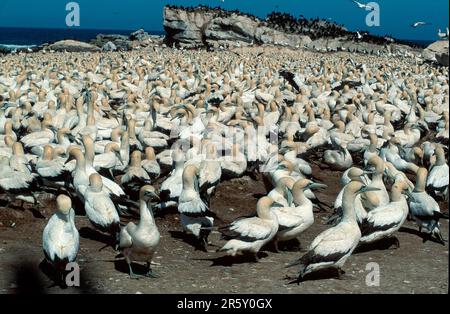 Cape gannet (Morus capensis), colonie, baie Lambert, Afrique du Sud (Sula capensis) Banque D'Images