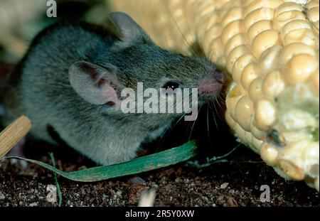 Maison de souris (Mus musculus) mangeant mai, Allemagne Banque D'Images