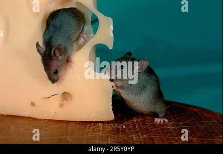 Souris maison (Mus musculus) mangeant du fromage, Allemagne Banque D'Images