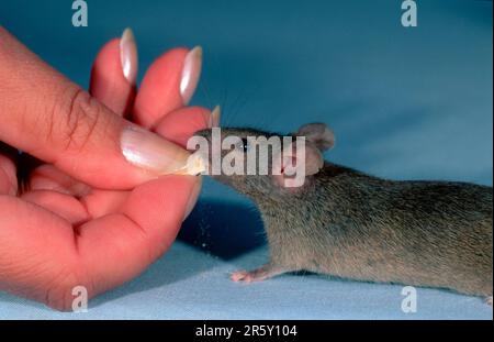 House Mouse (Mus musculus), en Allemagne Banque D'Images