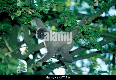 Singe Woolly gris (Lagothrix lagothricha cana) Banque D'Images