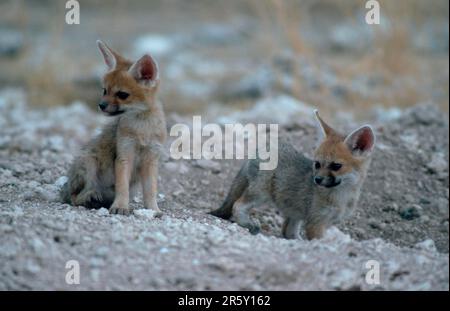 Cape Fox (Vulpes chama), petits à den, parc national d'Etosha, Namibie, cub Banque D'Images