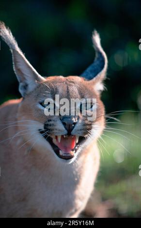 Caracal (Felis caracal), lynx du désert Banque D'Images