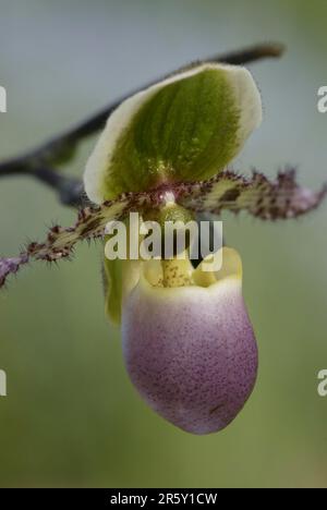 Orchidée à lamelles, fleurs de vénus à lamelles (Paphiopedilum), orchidées ornementales, orchidées, orchidées, fleurs, gros plan, détail, gros plan, vertical Banque D'Images