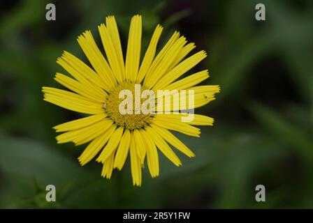 Marguerites jaunes aux yeux rouges (Buphthalmum salicifolium) Banque D'Images