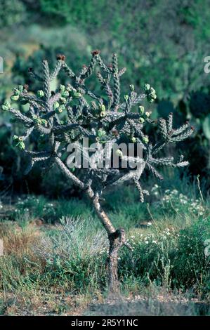 Cane Cholla (Opuntia spinosior), Arizona, États-Unis Banque D'Images