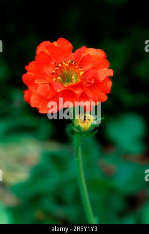 Écarlate (Geum coccineum) Banque D'Images