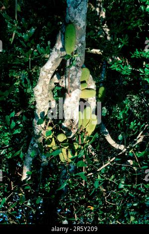 Jack-fruits (Artocarpus heterophyllus) sur arbre, Afrique du Sud Banque D'Images