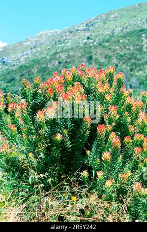 Pagode commune, rooistompie (Mimetes cucullatus), Protea, Afrique du Sud, plantes, Famille Proteus, Proteaceae, floraison Banque D'Images