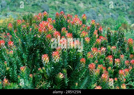 Pagode commune, rooistompie (Mimetes cucullatus), Protea Banque D'Images