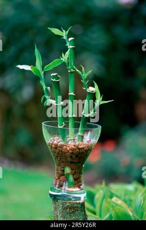 Bambou chanceux (Dracaena sanderiana) dans le bol Banque D'Images