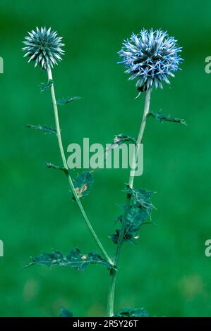 Globe Thistle (Echinops bannaticus), bleu taloop Banque D'Images