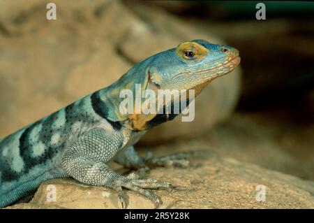 Baja Blue Rock Lizard (Petrosaurus thalassinus) Banque D'Images