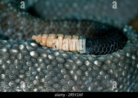 Crotale d'Uracoan, pointe de queue (Crotalus vegrandis) Banque D'Images