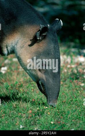 Baird's Tapir, Mittellamerikanischer Tapir, Central American Tapir (Tapirus bairdii) Banque D'Images