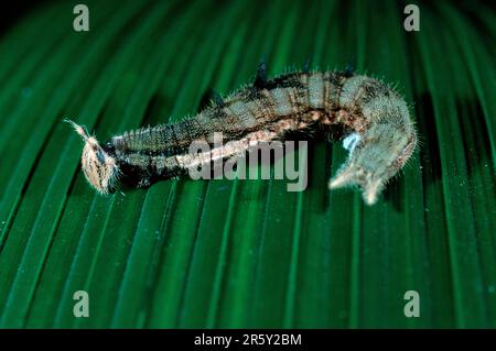 Morpho Butterfly caterpillar, Costa Rica (Morpho Peleides), freistellbar Banque D'Images