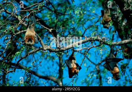 Fruit de Madagacar au repos, le renard volant malgache (Pteropus rufus) au repos dans un arbre endormi, Madagascar Banque D'Images