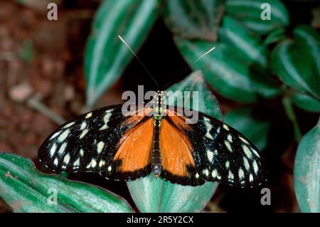 Hecales Longwing, Costa Rica (Heliconius hecale) Banque D'Images