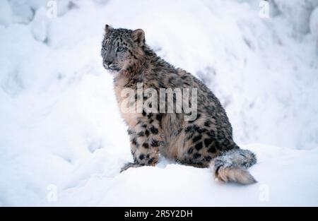 Léopard des neiges (Panthera unica) (Unica unica unica), Schneeleopard, seitlich, Side, Schnee Banque D'Images