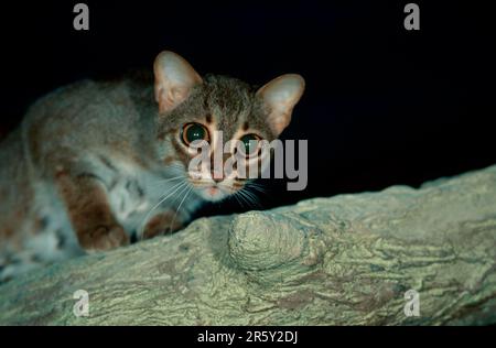 Chat tacheté de rouille (Prionailurus rubiginosus) (Felis rubiginosus) Banque D'Images