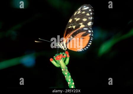 Hecales Longwing, Costa Rica (Heliconius hecale), Side Banque D'Images