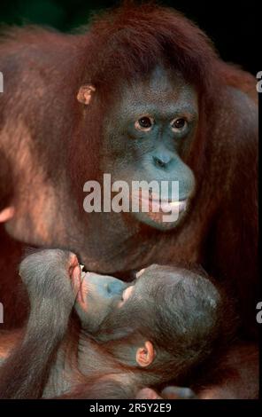 Bornean orangutan (Pongo pygmaeus), femme avec jeunes, femme avec jeunes Banque D'Images