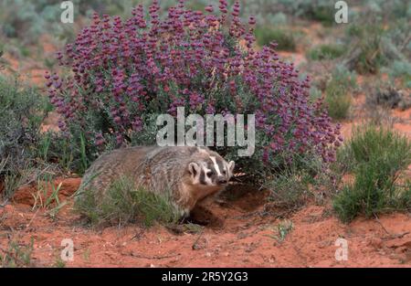 Badger nord-américain (Taxidea taxus), Utah, États-Unis, Silberdachs, Utah, ÉTATS-UNIS / Banque D'Images