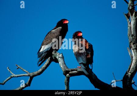 Bateleur (Terathopius ecaudatus), Parc national Kruger, Afrique du Sud, Parc national Kruger, animaux, oiseau, rapaleur, branche, branche, extérieur, à l'extérieur Banque D'Images