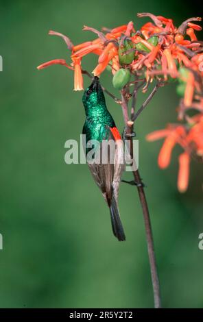 Grand Sunbird à double col, homme, parc national de l'éléphant d'Addo, Afrique du Sud (Nactarinia afra), Doppelband-Nektarvogel, maennlich, éléphant d'Addo Banque D'Images