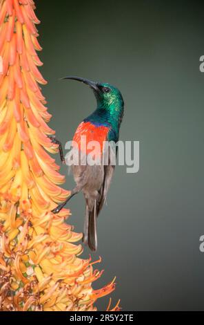 Grand Sunbird à double col, homme, parc national de l'éléphant d'Addo, Afrique du Sud (Nactarinia afra), Doppelband-Nektarvogel, maennlich, éléphant d'Addo Banque D'Images