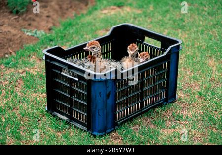 Autruches sud-africaines (Struthio camelus australis), poussins en boîte, élevage d'autruches, Afrique du Sud Banque D'Images