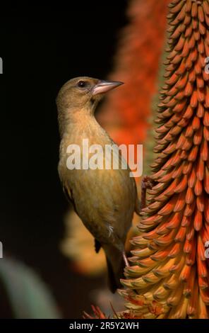 Tisserand africain (Ploceus velatus), femelle, Parc national de l'éléphant d'Addo, Afrique du Sud, Weaver masqué, Afrique du Sud Banque D'Images