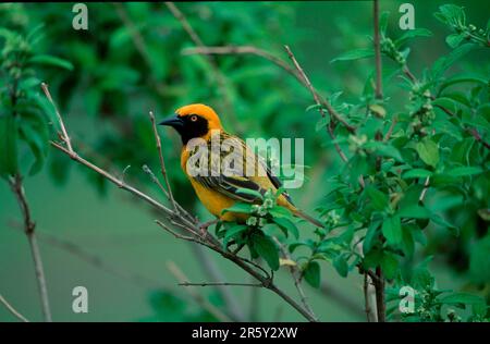 Speke's Weaver (Ploceus spekei), homme, Ngorongoro Crater, Tanzanie, speke's weaver, Homme, cratère de Ngoro-ngoro, Tanzanie Banque D'Images