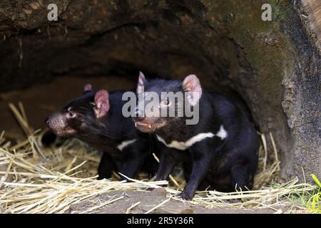 Diables de Tasmanie (Sarcophilus harrisii), paire, Australie méridionale Banque D'Images