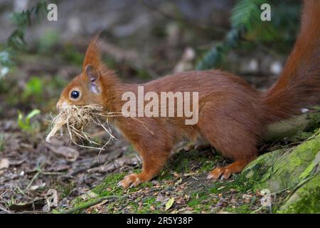 Écureuil roux (Sciurus vulgaris), récolte de matériel de nidification, côté Banque D'Images