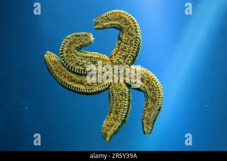 Starfish commun (Asterias rubens), dessous Banque D'Images