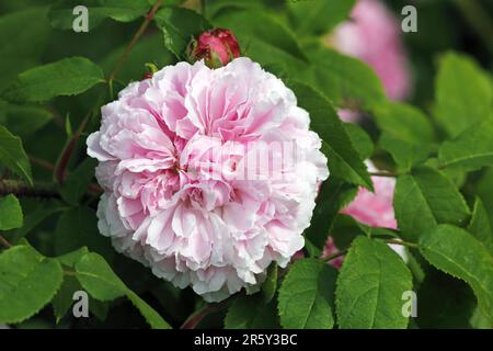 Rose de Portland 'Jacques damask rose (Rosa damascena) Banque D'Images